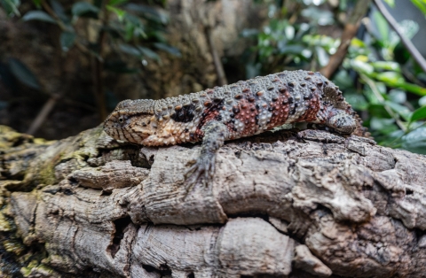 kroko (1)